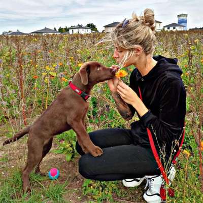 Hundetreffen-Regelmäßiger Mittagsspaziergang