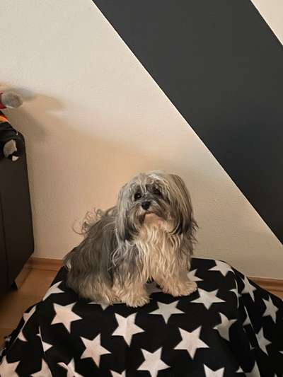 Havaneser dabei?:)-Beitrag-Bild