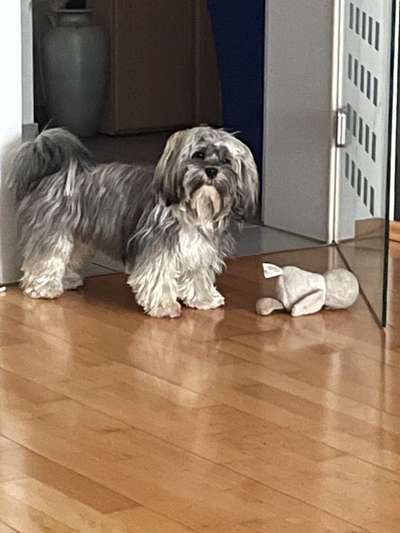 Havaneser dabei?:)-Beitrag-Bild