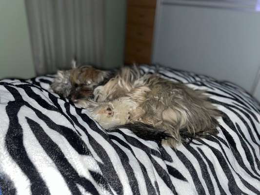Darf der Hund bei Euch im Bett schlafen?-Beitrag-Bild