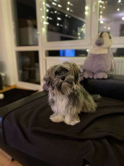 Havaneser dabei?:)-Beitrag-Bild