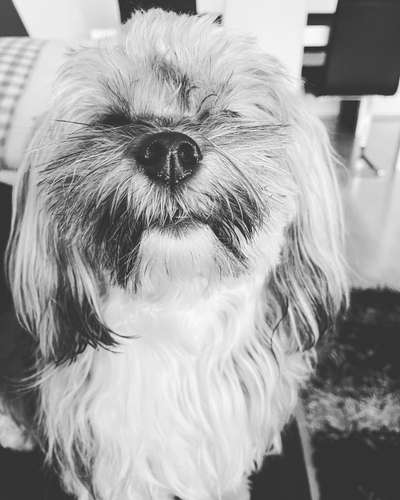 Havaneser dabei?:)-Beitrag-Bild