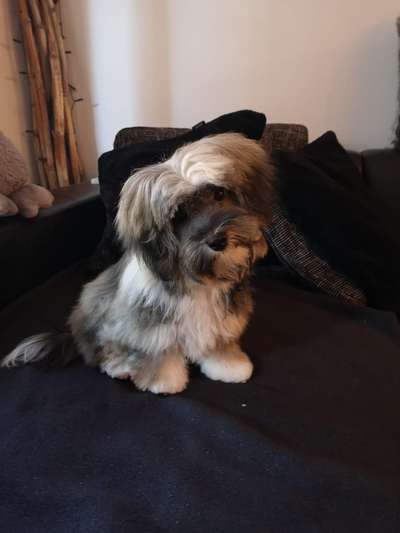 Havaneser dabei?:)-Beitrag-Bild