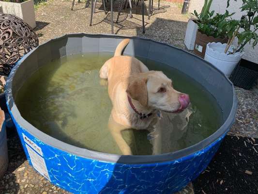 Die Dogorama Kalender Challenge 4/4-Beitrag-Bild