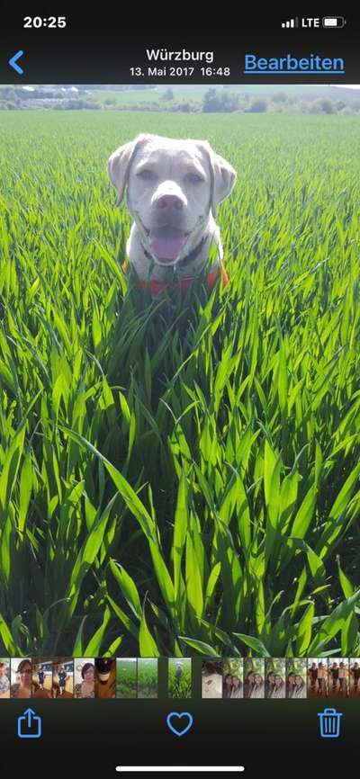 Die Dogorama Kalender Challenge Teil 3/4-Beitrag-Bild