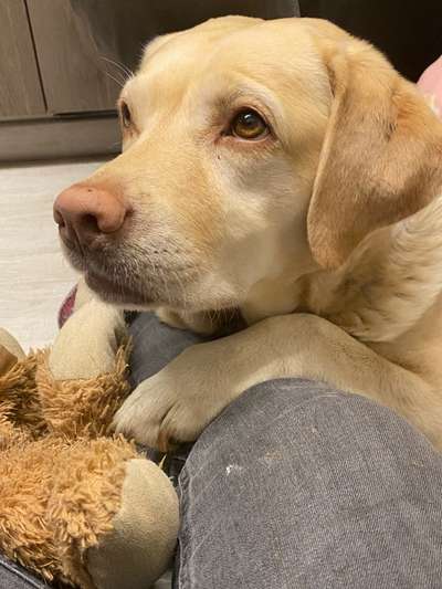 Labradorfans-Beitrag-Bild