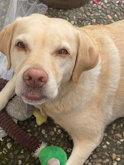 Die Dogorama Kalender Challenge 4/4-Beitrag-Bild