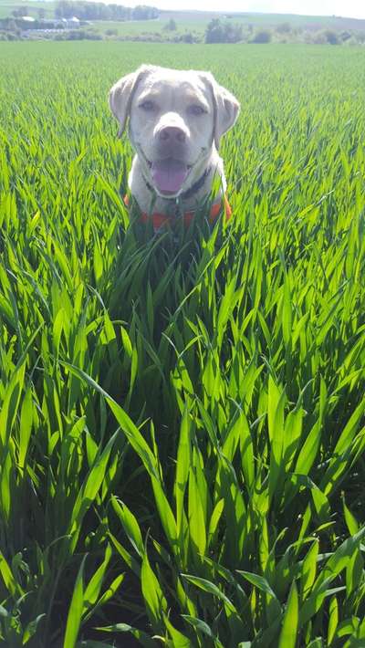 Hund und Natur-Beitrag-Bild