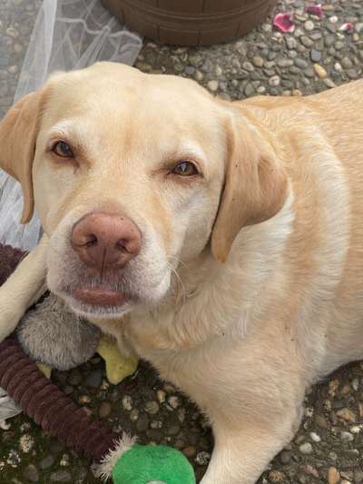 Labradorfans-Beitrag-Bild