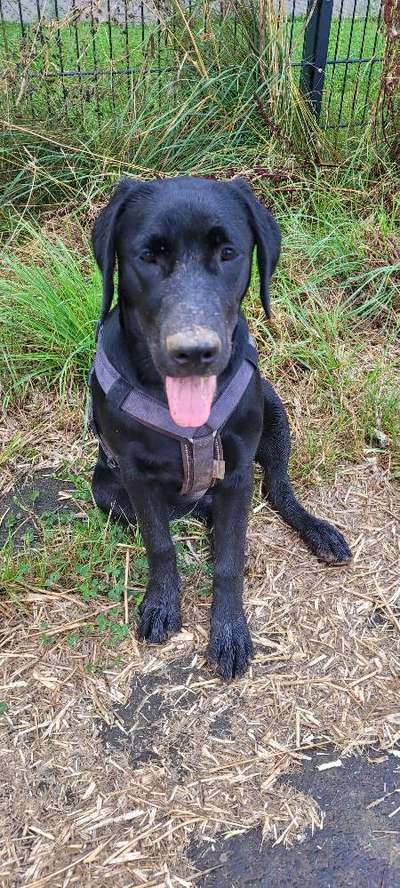 Hundetreffen-Gassi gehen und spielen-Bild