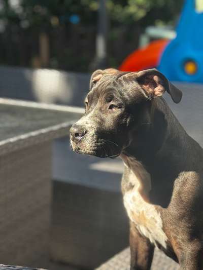 Hundetreffen-Hundetreffen 🐾-Bild