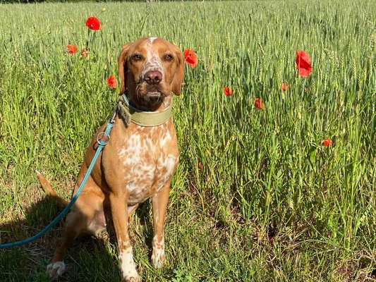 Seltene Rassen!-Beitrag-Bild