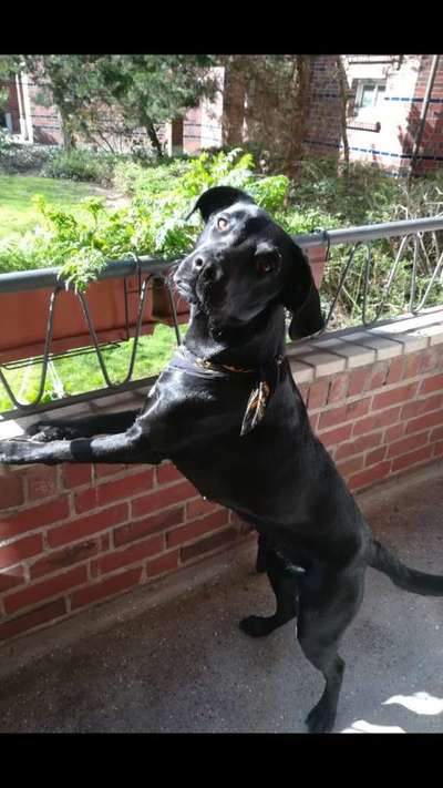 Mischlinge raten - Rätselspaß-Beitrag-Bild