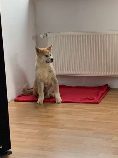 Akita Inu/American Akita (Mix) halter.-Beitrag-Bild