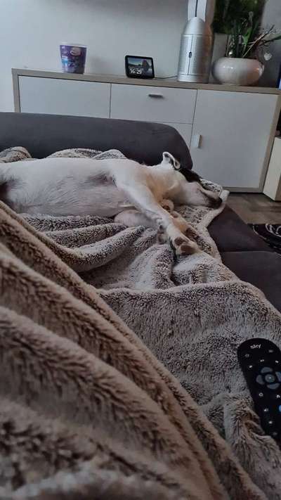 Welchen Hund hast du?-Beitrag-Bild