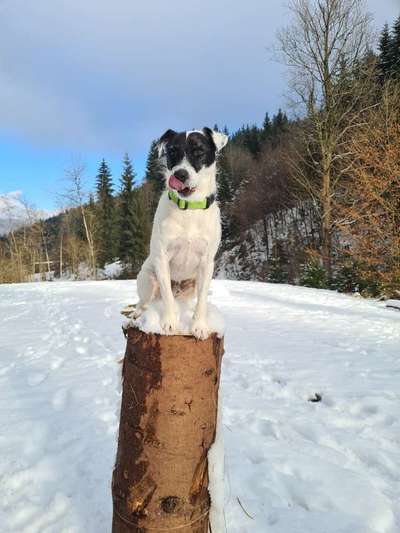 Fotochallenge Nr. 59 - Mein Hund zeigt die Zunge-Beitrag-Bild