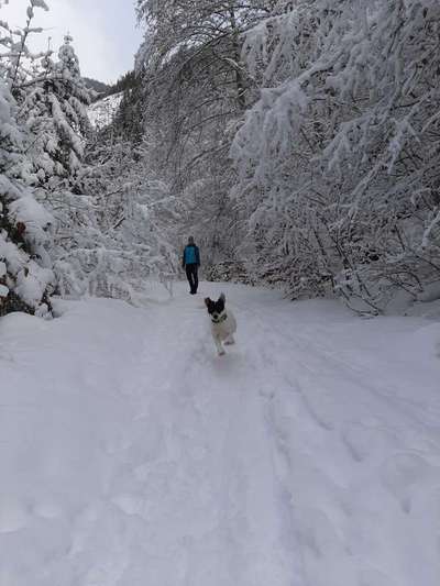 Wo sind die Jack und Parson Russell Terrier?-Beitrag-Bild