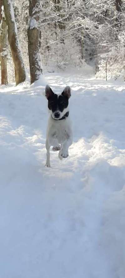 Fotochallenge 66 ~ Rennaction -Zeig deinen Hund im Lauf-Beitrag-Bild