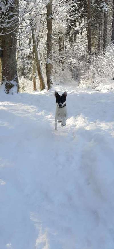 Fotochallenge 61 ~ Schnee-Beitrag-Bild