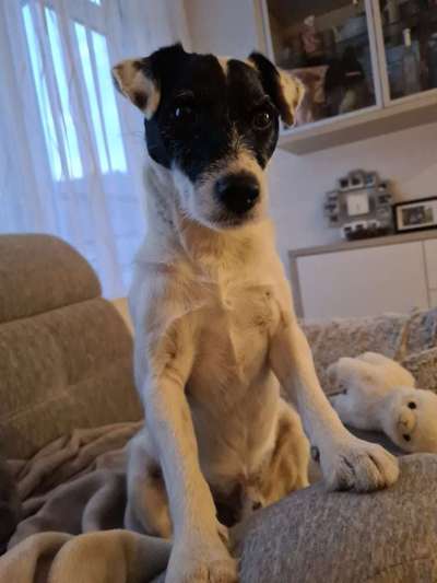 Wo sind die Jack und Parson Russell Terrier?-Beitrag-Bild