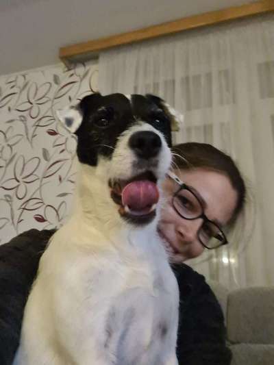 Zeige das lustigste Bild eures Hundis-Beitrag-Bild