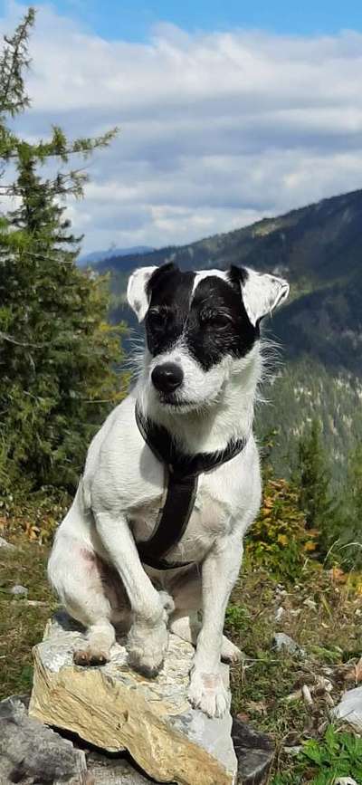 Jack Russell Terrier-Beitrag-Bild