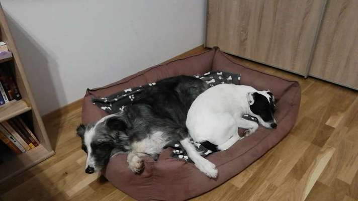 Best friends day-Beitrag-Bild