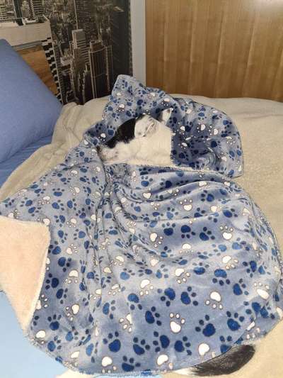 Darf der Hund bei Euch im Bett schlafen?-Beitrag-Bild