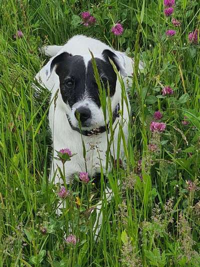 5. Hund im hohen Gras-Beitrag-Bild