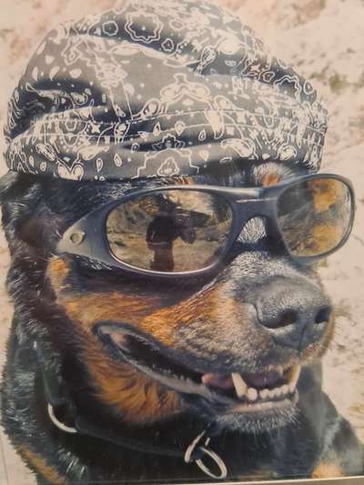 Hier ist der Spaßthread. Zum Schmunzeln und Kaputtlachen-Beitrag-Bild