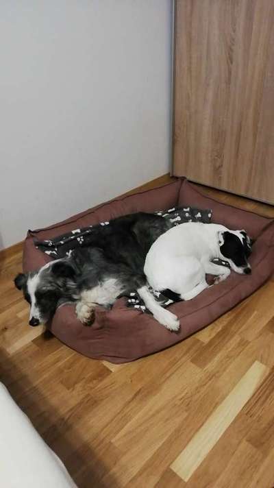 Bester Freund, Hundekumpel - zeigt her!-Beitrag-Bild