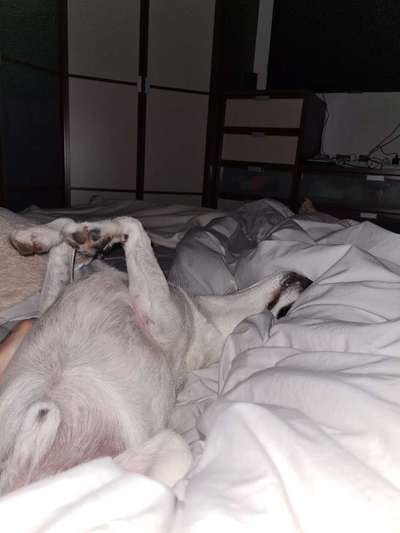 Gemeinsames Kuscheln im Bett!-Beitrag-Bild