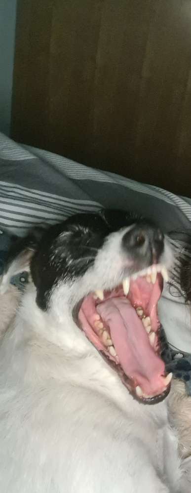 Tongue Out Tuesday-Beitrag-Bild