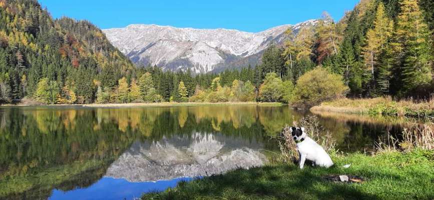 Dogorama Photo Challenge - schönster Gassiausblick-Beitrag-Bild