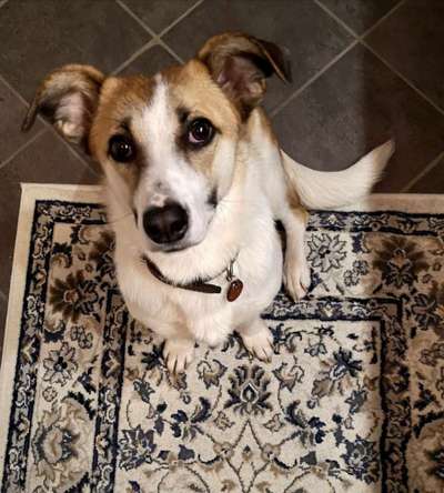 Hunde aus dem Tierschutz: Bulgarien-Beitrag-Bild