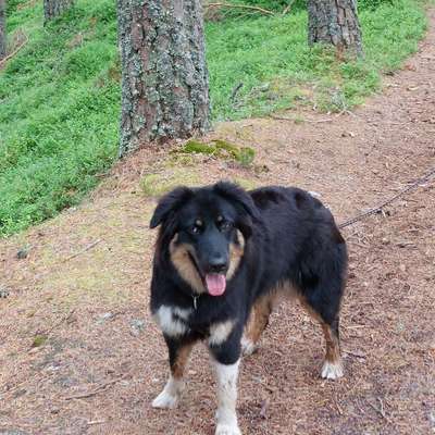 Hundetreffen-gem. Spaziergang und/oder Spieltreffen-Bild