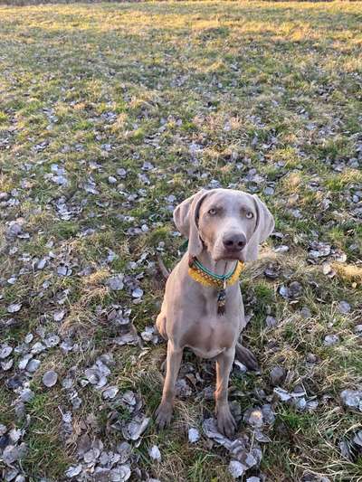 Weimaraner-Beitrag-Bild