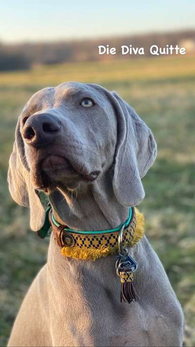 Weimaraner-Beitrag-Bild