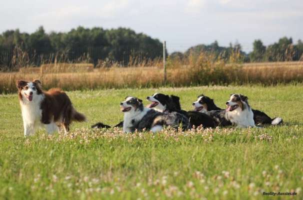 Die Dogorama Kalender Challenge Titelbild-Beitrag-Bild