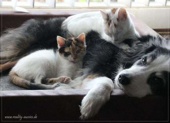 Fotochallenge Nr. 51 "Euer Hund mit anderen Tieren"-Beitrag-Bild