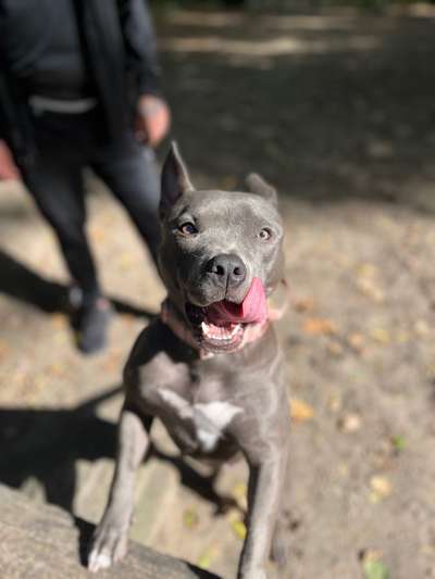 Hundetreffen-Spielfreunde Heiligensee-Bild