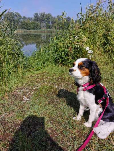 Die Dogorama Wochen Challenge: “Dein Hund im Urlaub”-Beitrag-Bild