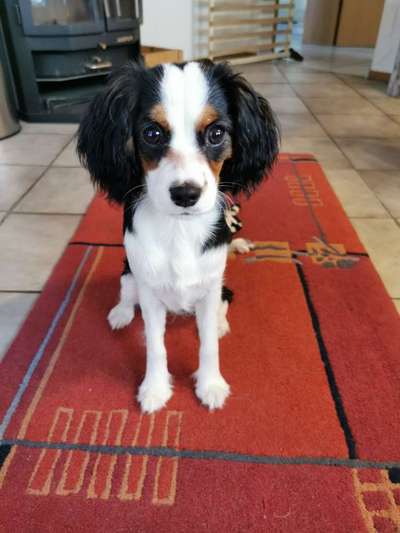 Jack Russel-Beitrag-Bild