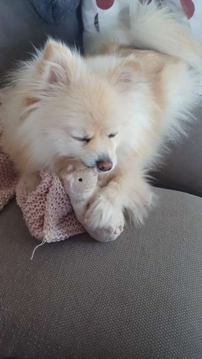 Euer Hund und sein Lieblingskuscheltier-Beitrag-Bild