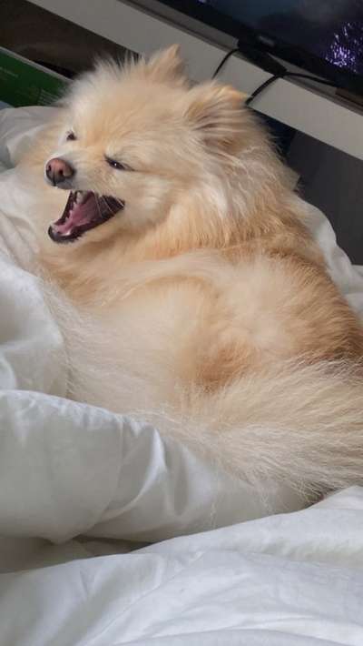 Dogorama Photo Challenge - Mäulchen auf-Beitrag-Bild