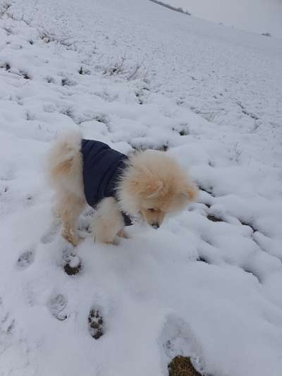 Hundekleidung - Top oder Flop-Beitrag-Bild