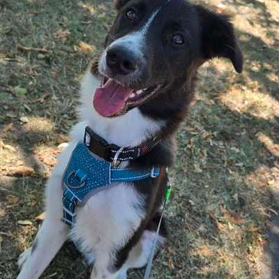 Hundetreffen-Hundefreundschaften-Bild