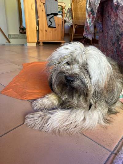 Tibet Terrier-Beitrag-Bild