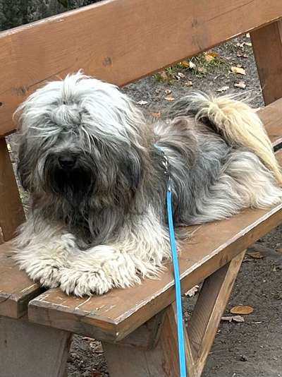 Tibet Terrier-Beitrag-Bild