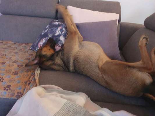 Windhunde - Treffen der besonderen Schönheiten
HERZLICH WILLKOMMEN-Beitrag-Bild